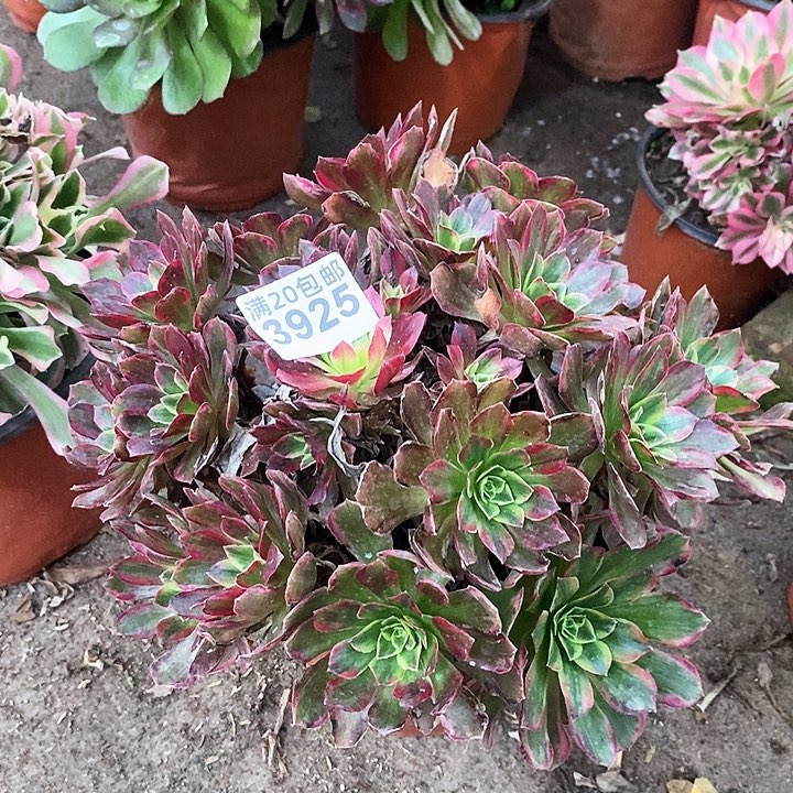 3925 一颗安娜法师