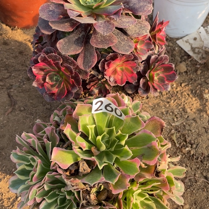 无花朵260多肉组合无售后