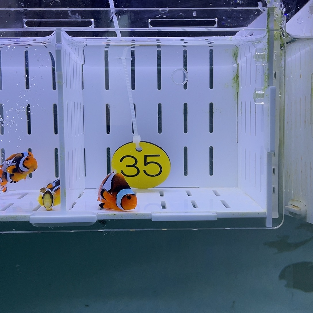 海水鱼黑背心小丑