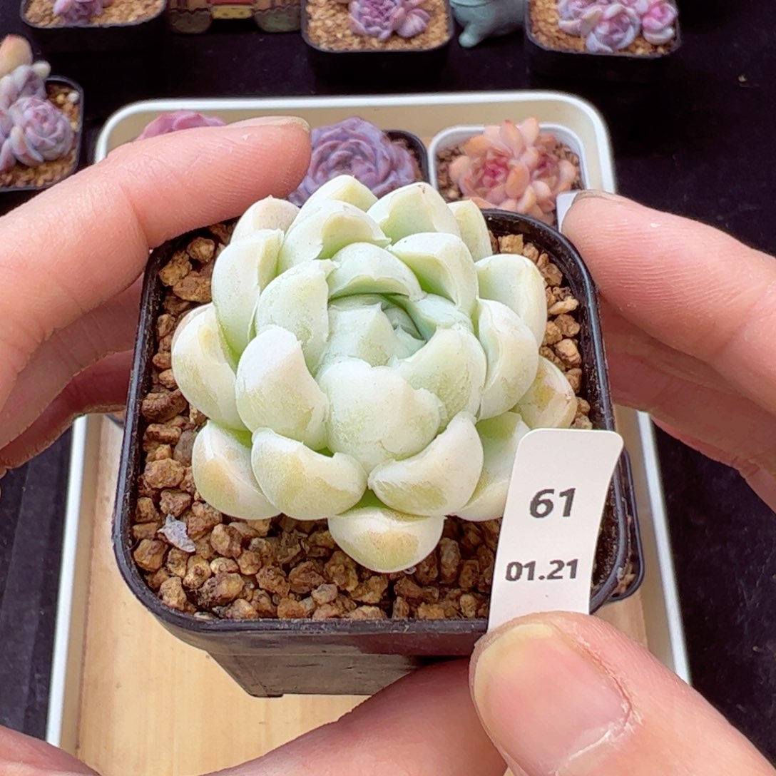 嘟嘟利61、哈哈哈哈