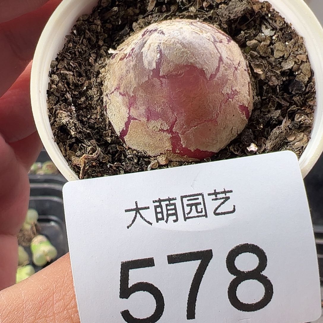 一物一拍带盆土发。578