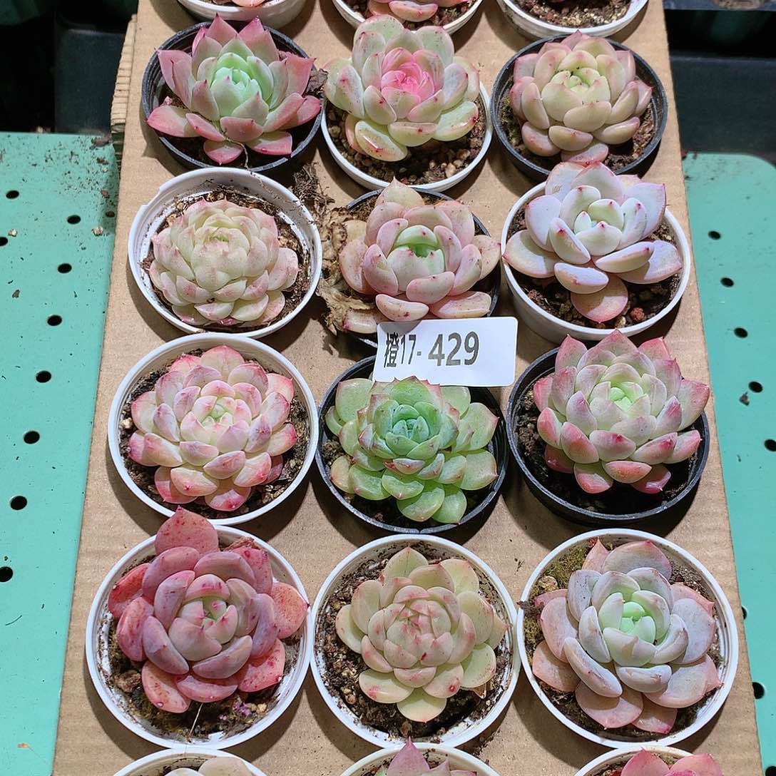 17-429一物一拍带盆18颗