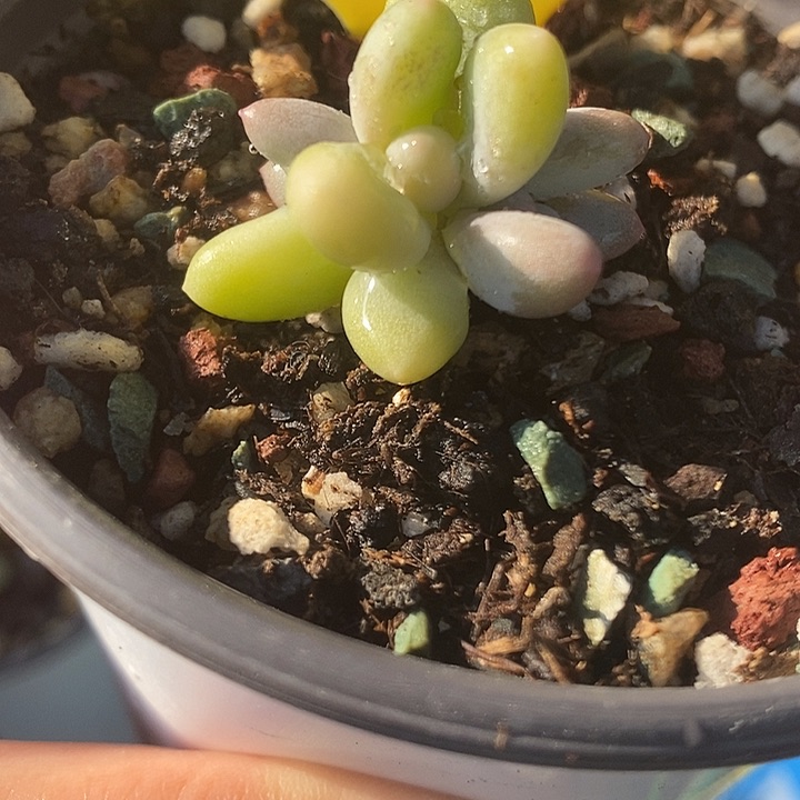 623奶酪锦，彩虹杂小树，小不点