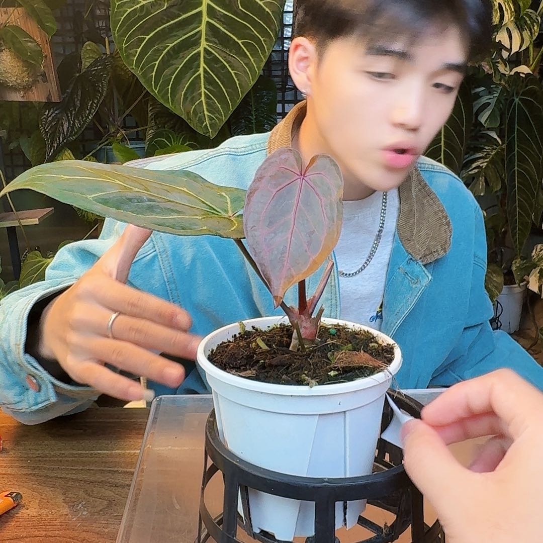 完全开放X64zara咋紫水晶