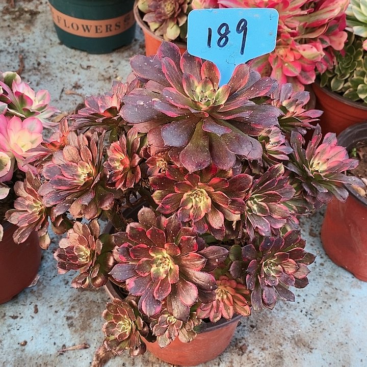 189 一颗yan花法师多肉