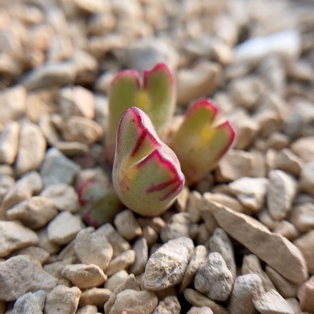 鹿角行猪蹄一颗三头包邮