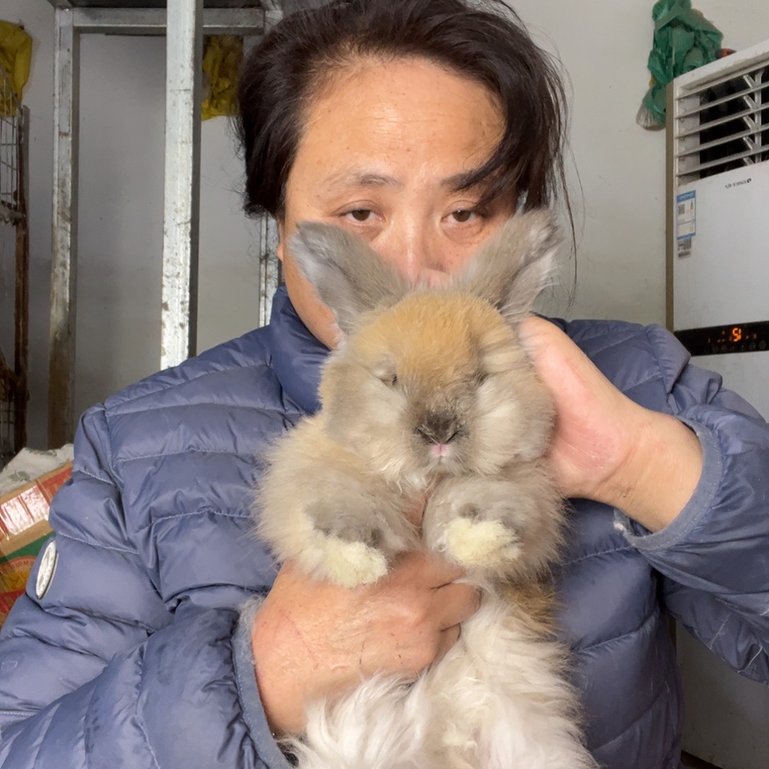 英系安哥拉宠物兔