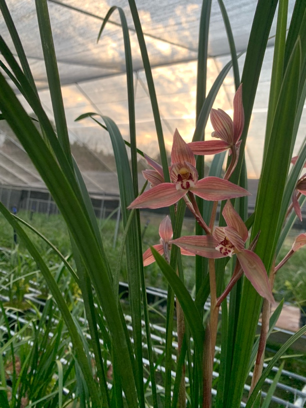 传统国兰春剑苋朱砂精品红花