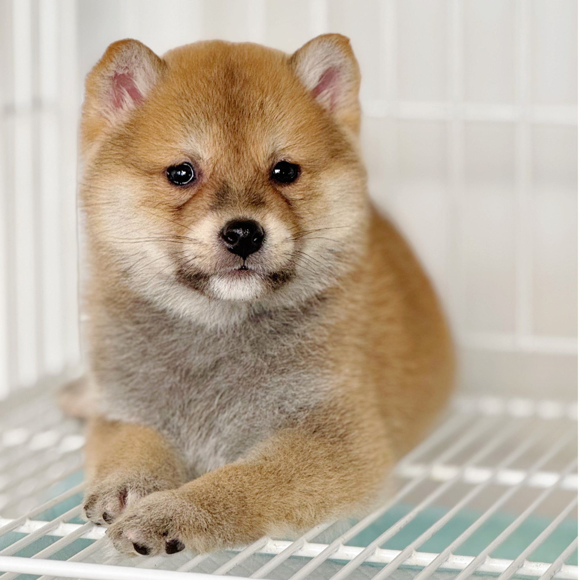 赤色柴犬小狗幼犬小体柴弟弟0217生保健康品相包犬瘟细小