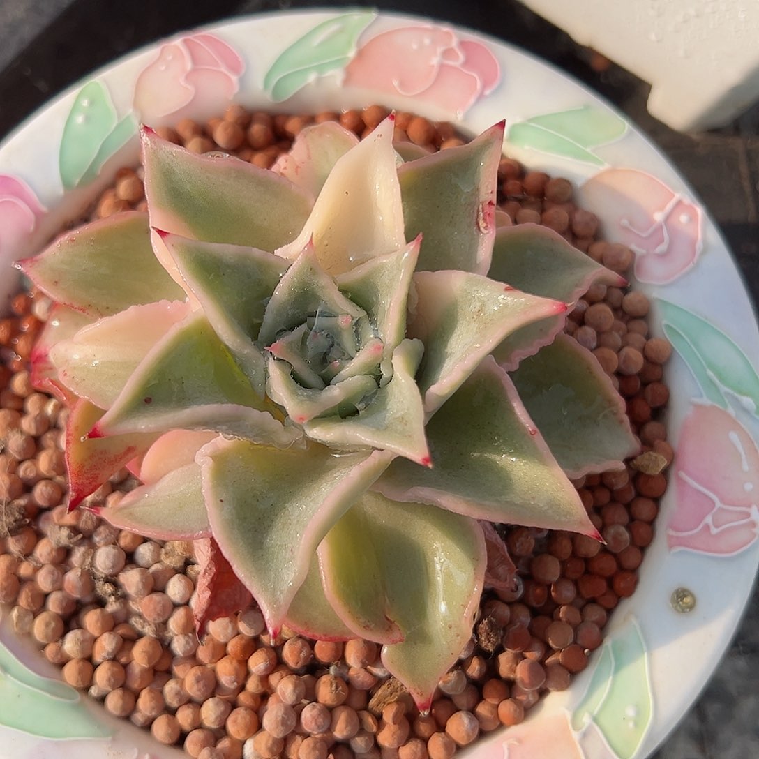 饺子皮锦，多肉植物