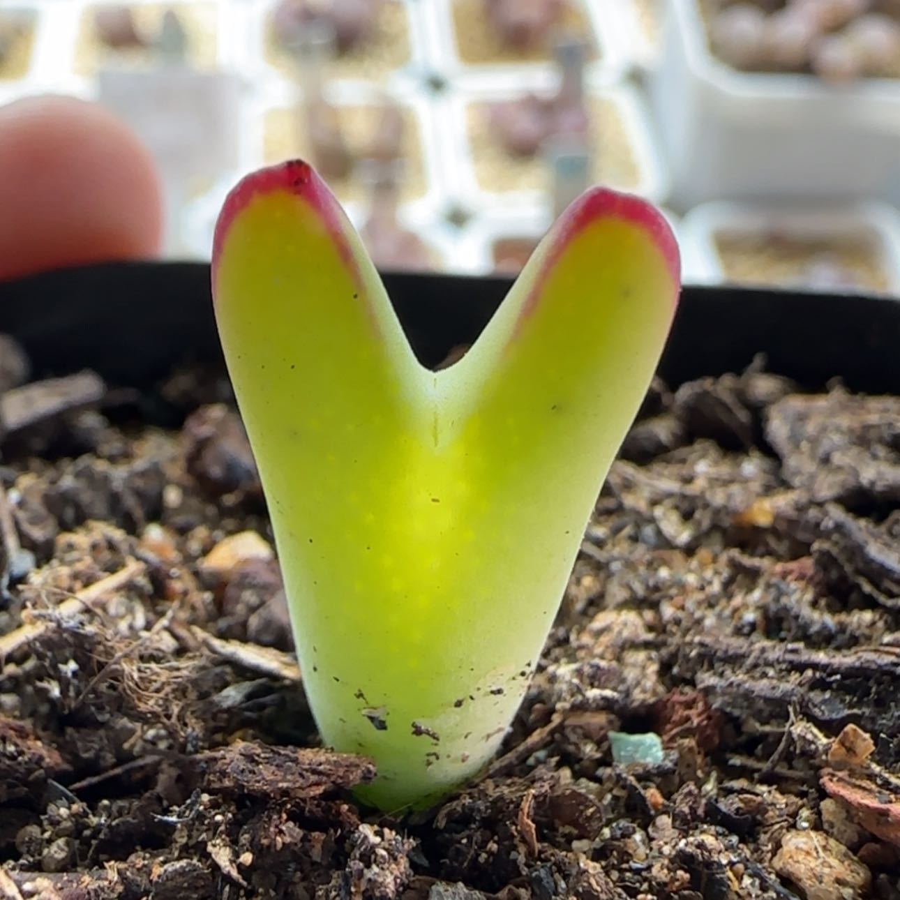 【闪购商品】z****～0400福利将28包邮非偏远