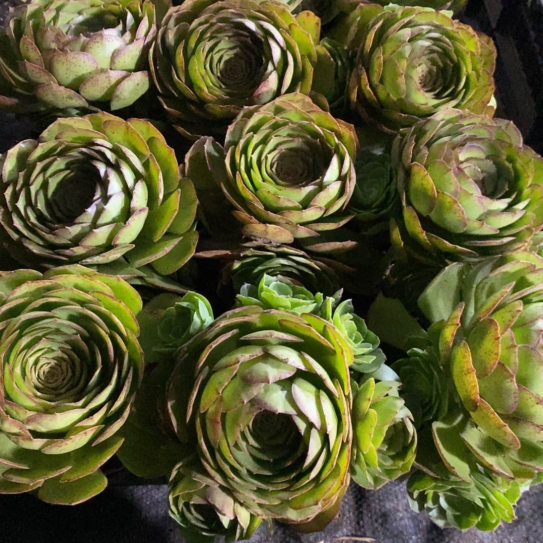 万圣节法师3盆多肉植物