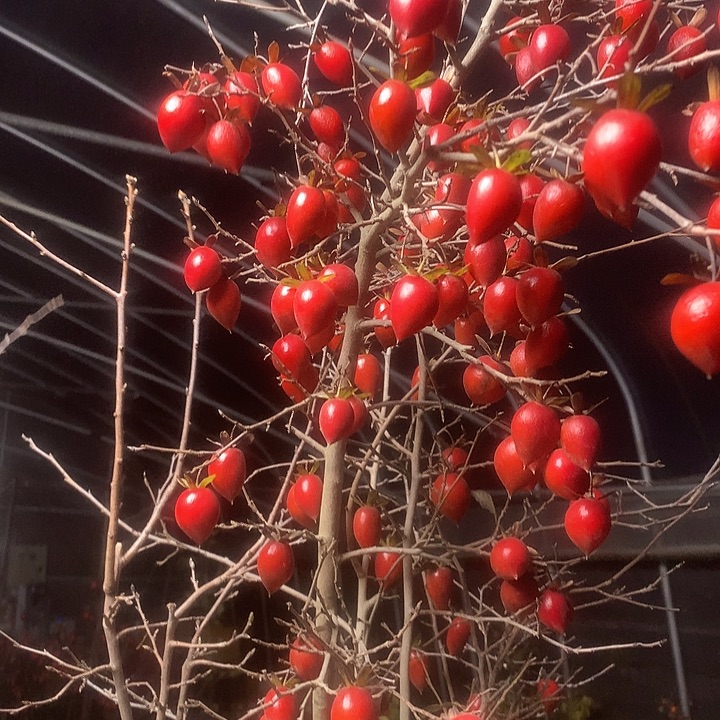 无花朵老鸦的眼睛