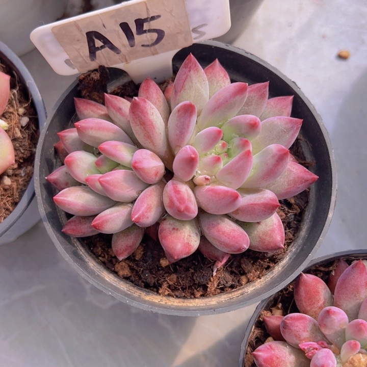 健健康康平平安安