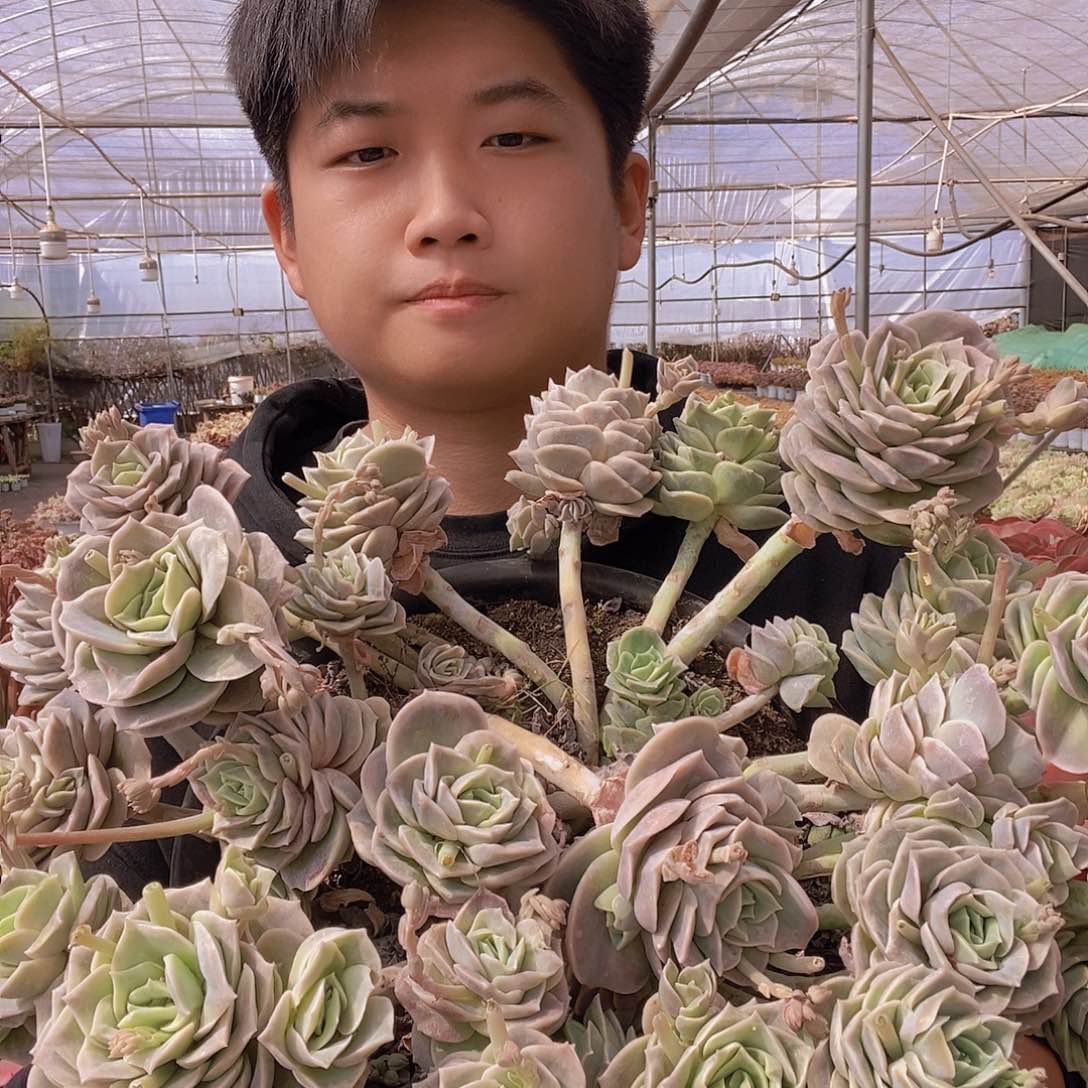 280盆可爱玫瑰带盆土特价