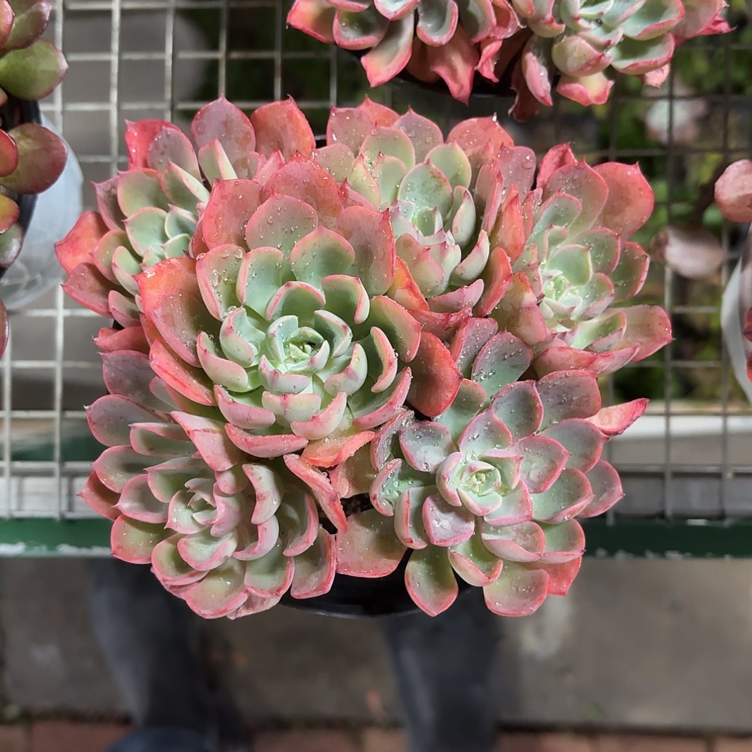 泪无痕群生老桩冠幅13-15㎝左右