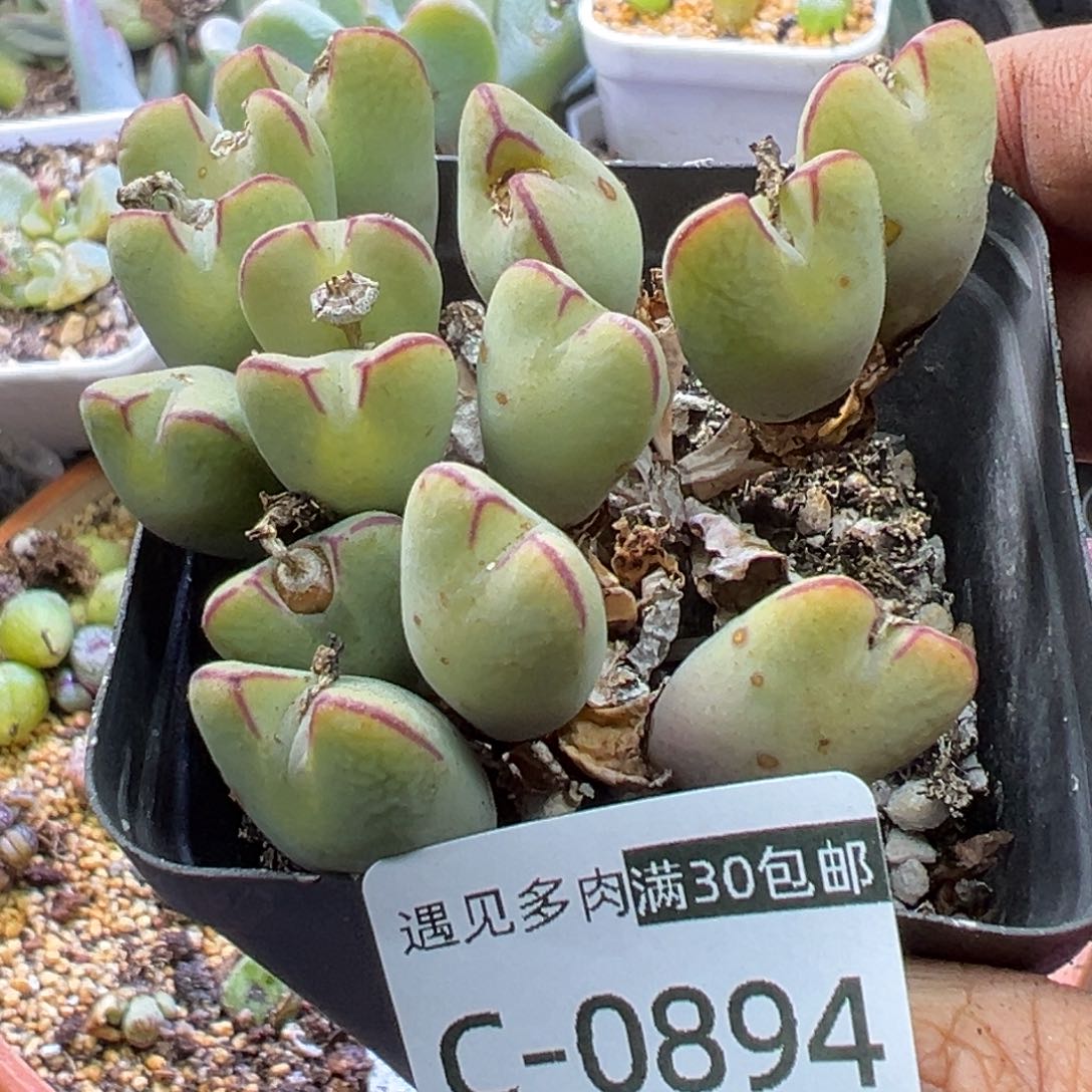 多肉植物111111111111111