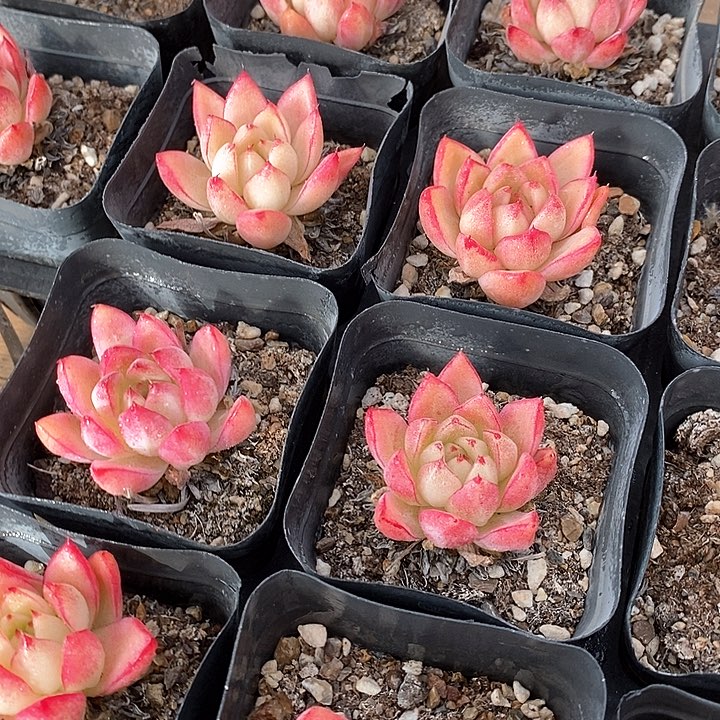 160梦幻女王 福利多多