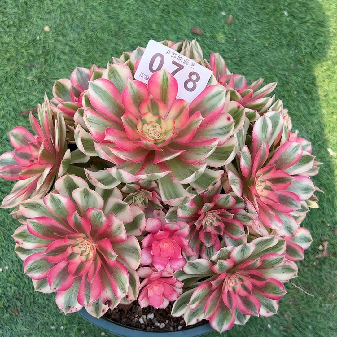 无花朵078倾城法师