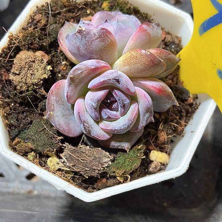 多肉植黑橙930多