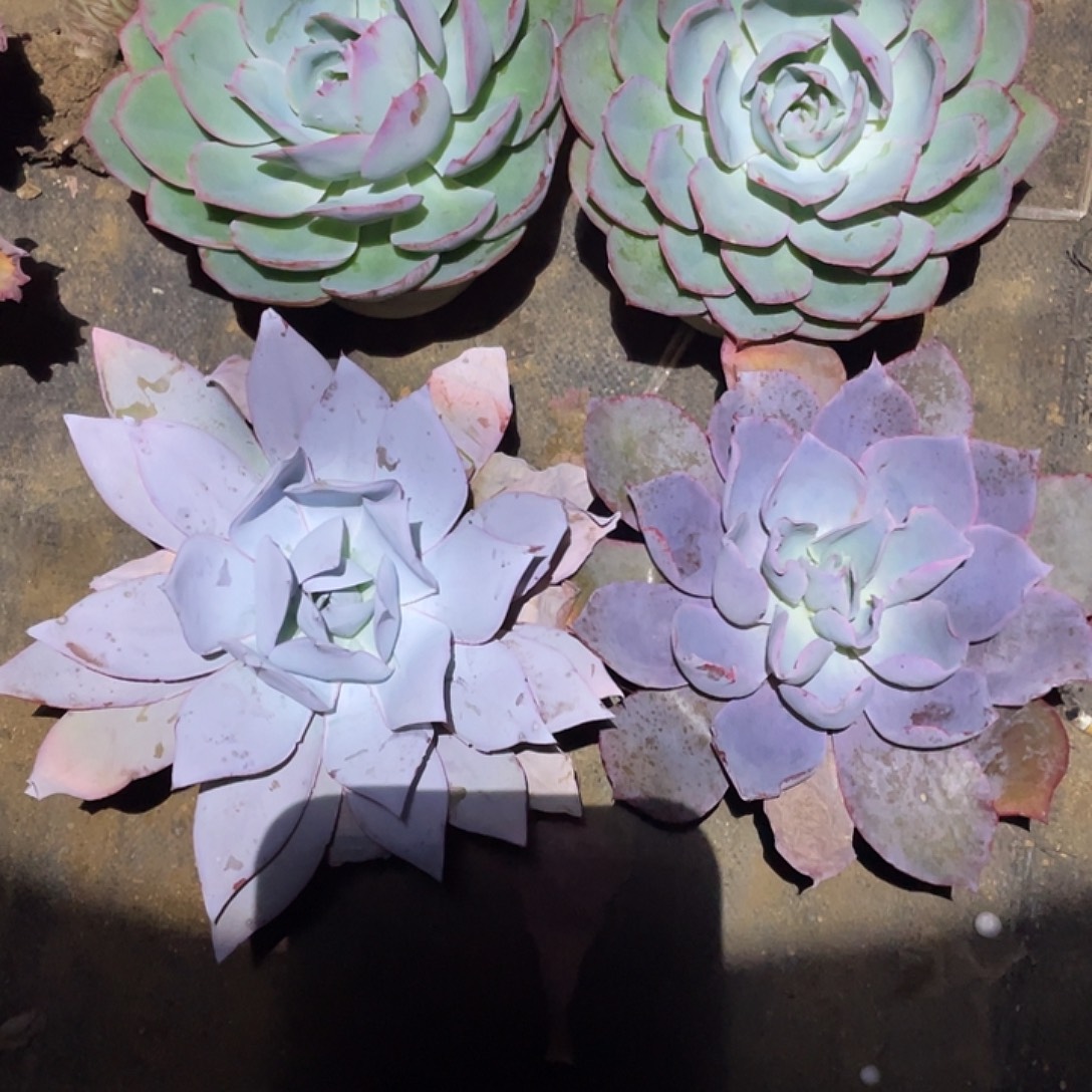 小***满53号包菜系列多肉植物4棵