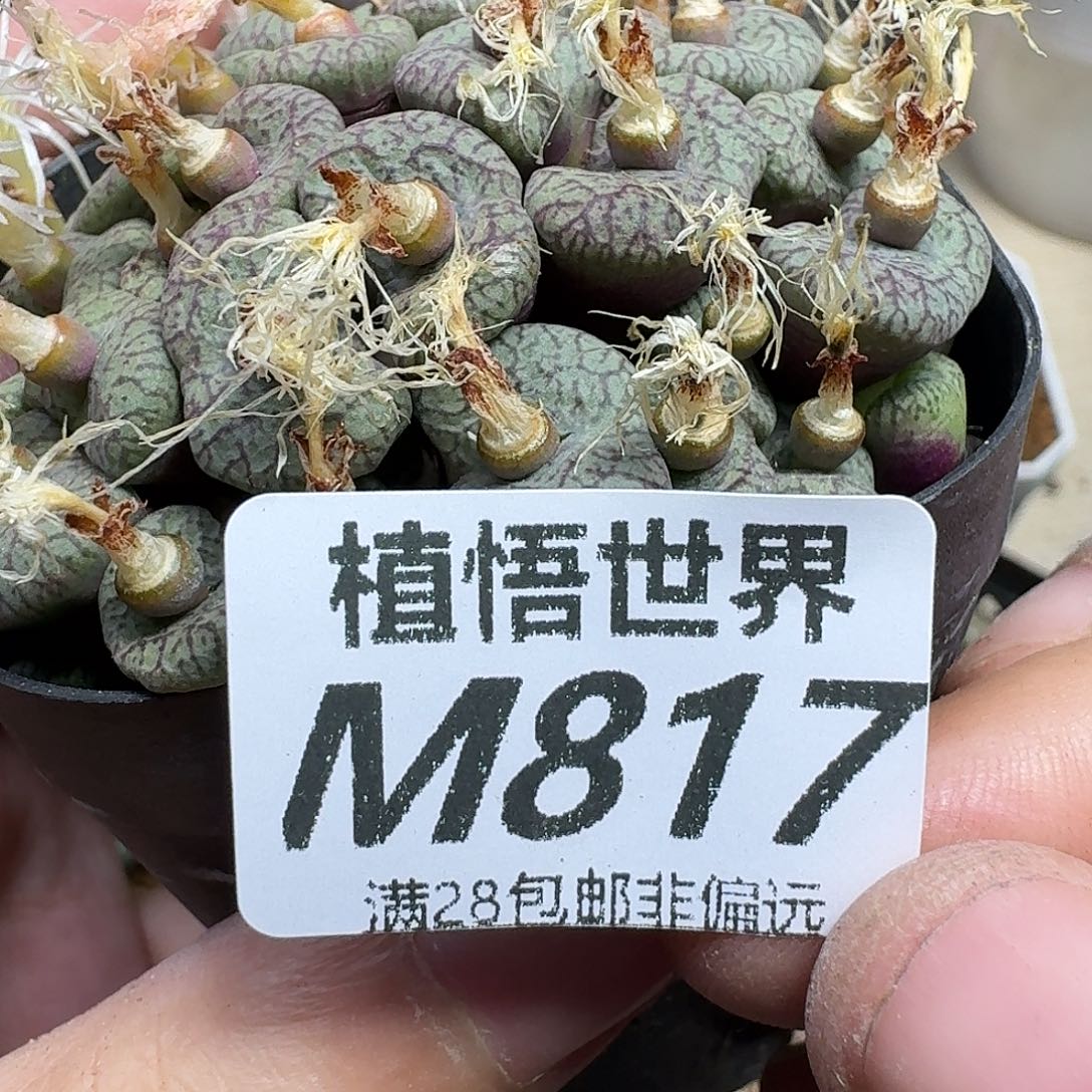 多肉植物的人生fhb
