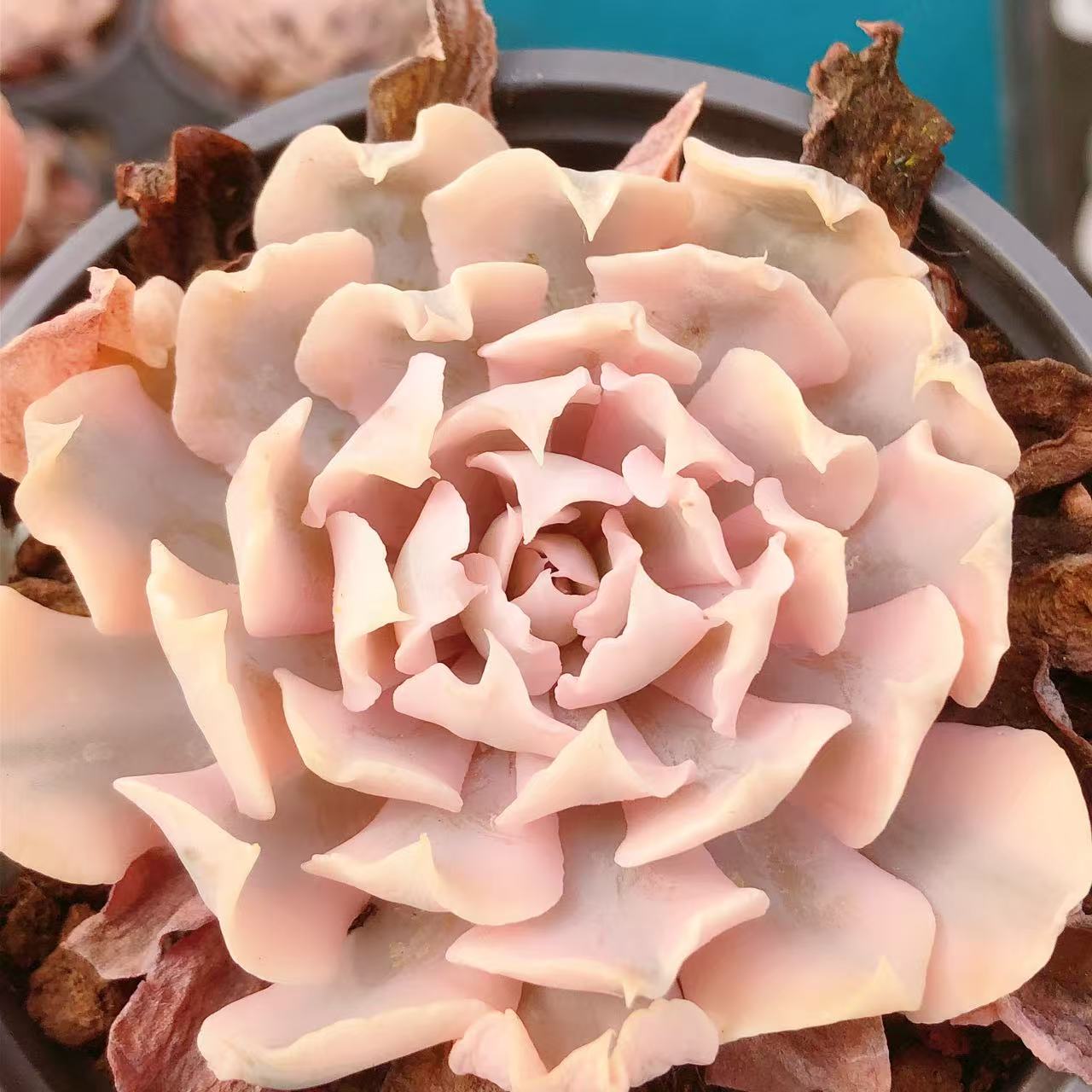 多肉植物   利比里亚锦一颗（叶展7左右）满28包邮除偏远