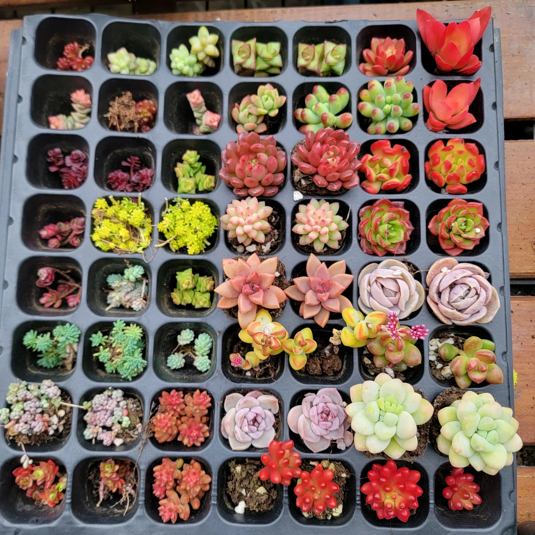 12颗随机色多肉盆栽多肉植物肉肉新手套餐多肉组合带原土包邮发货