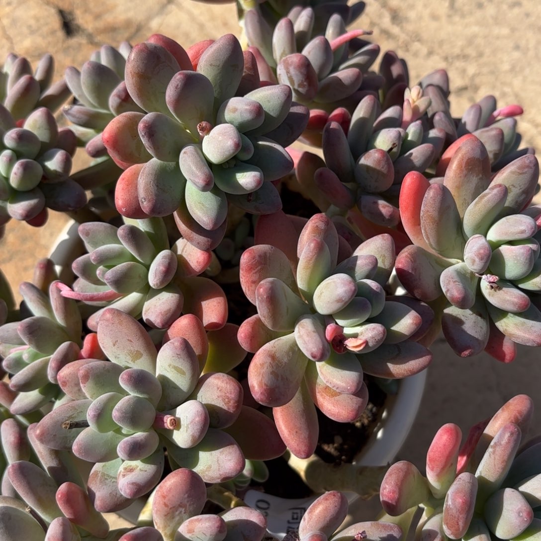 同温层多肉134苹果奶