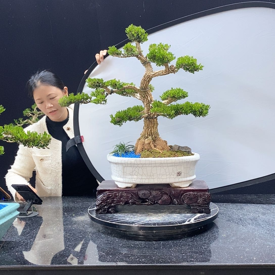 无花朵黄杨盆景艺术