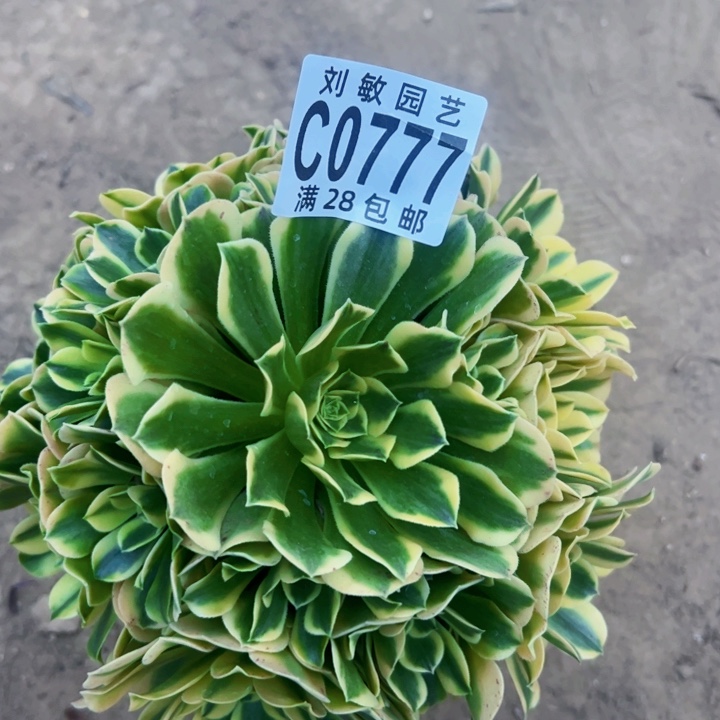 0777迈巴赫多肉植物法师