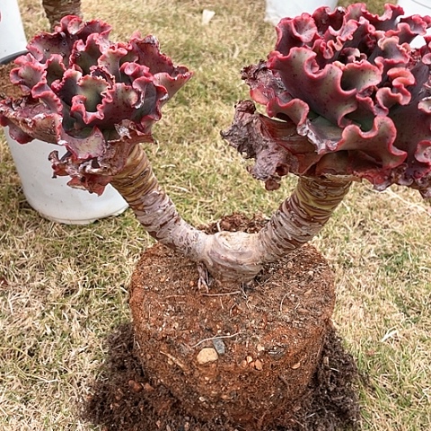 函69 号包菜系列 1棵