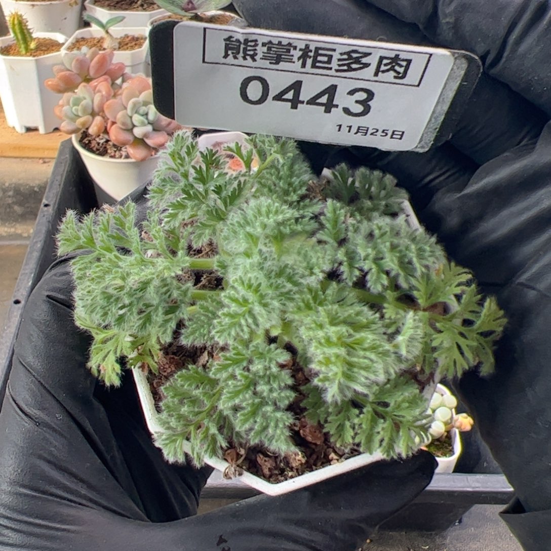 七***狗0443-羽叶洋葵带盆土