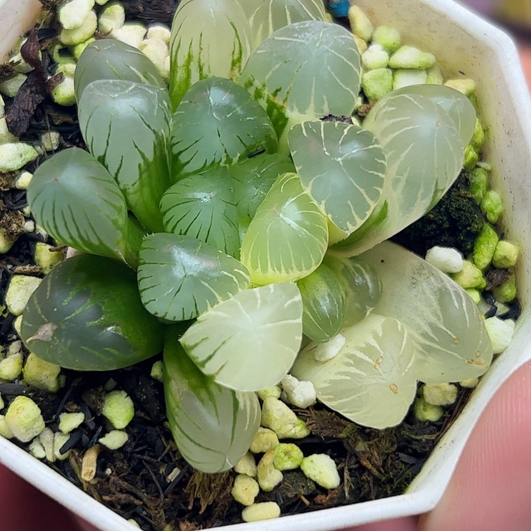 黄***笑孙灯锦十二卷多肉植物