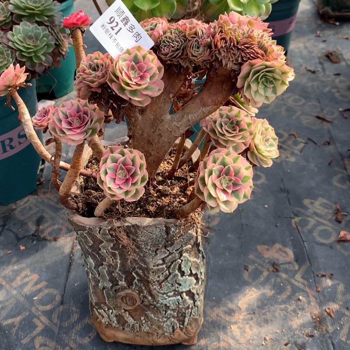 如***意921倾城缀多肉植物特价