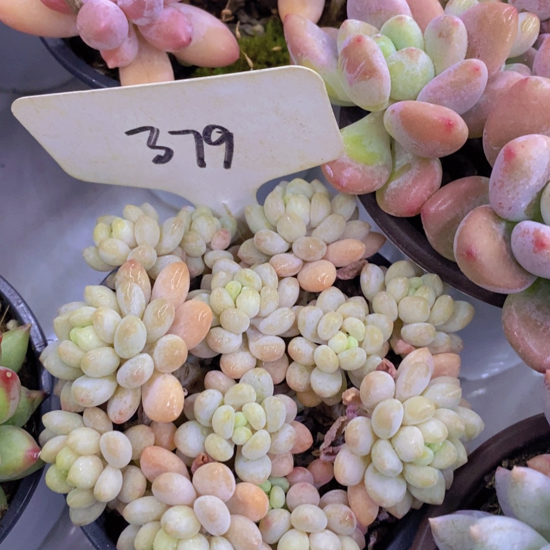 今天开心，精品多肉，一物一拍