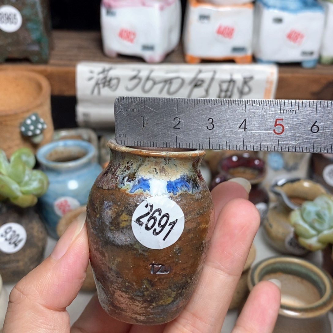 拍5送一个9.9的盆