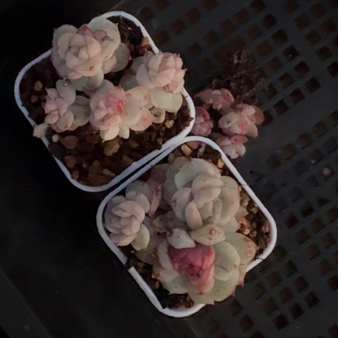 拿**新小新专拍2颗脱土佳人石化