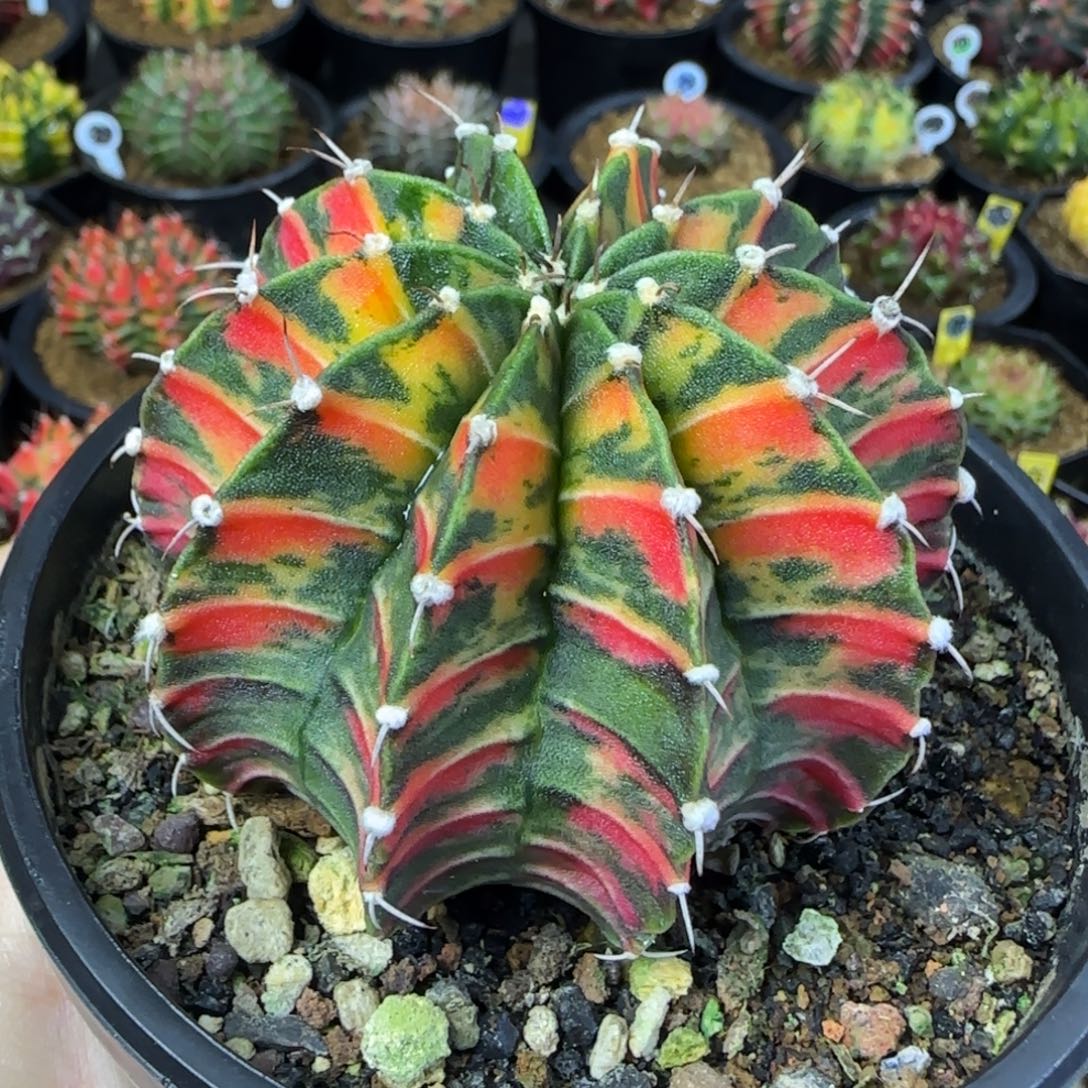 红虎斑，福利价直接拍