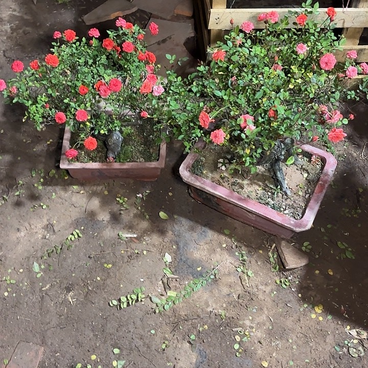 9***2无花朵哈哈哈哈哈