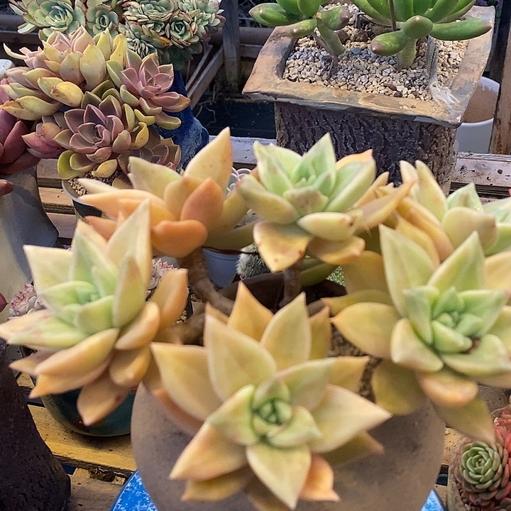 多肉植物肉肉植物