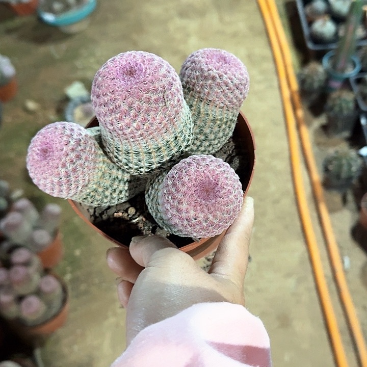 隆**宰哈哈哈哈哈哈哈哈