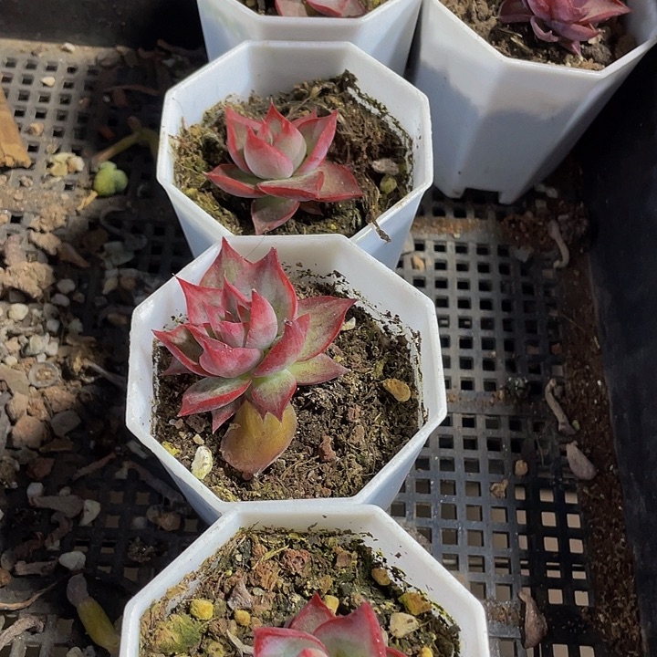 八角盆惊鸿3.8带盆