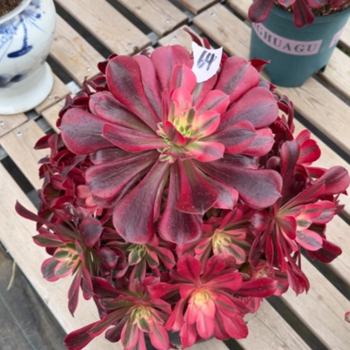 【闪购商品】64美杜莎多肉法师