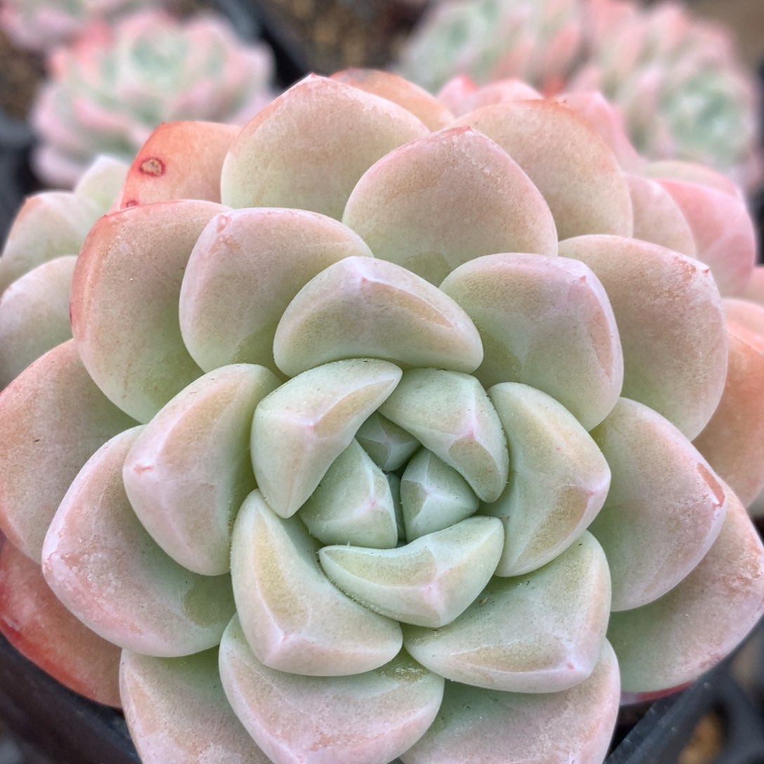 0213-35 冰玉优选