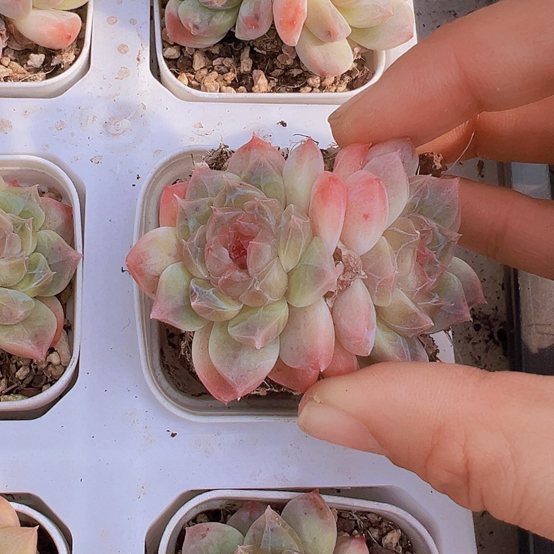 双头冰沙珍妮19包邮