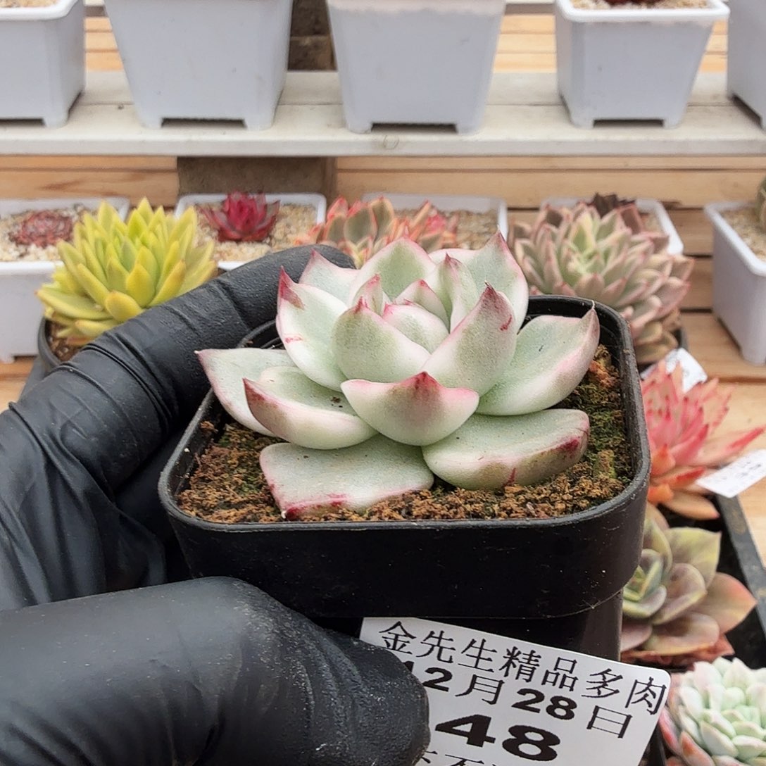 1228-48黑玫瑰石榴锦