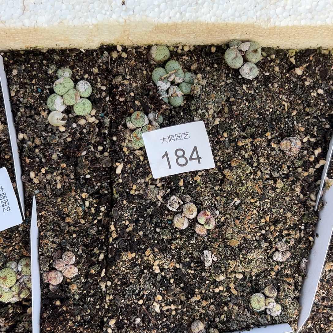 清框脱土发无售后。    184