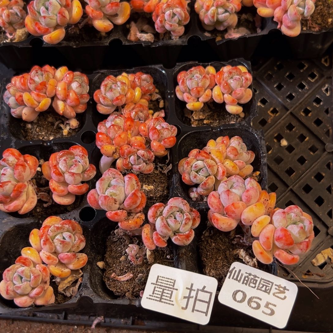 065多肉植物和植物的生长