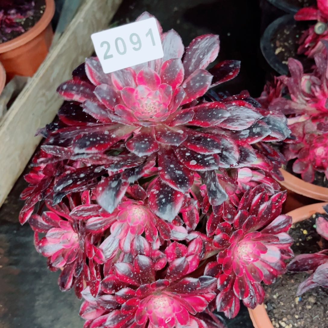 月亮女神多肉发货